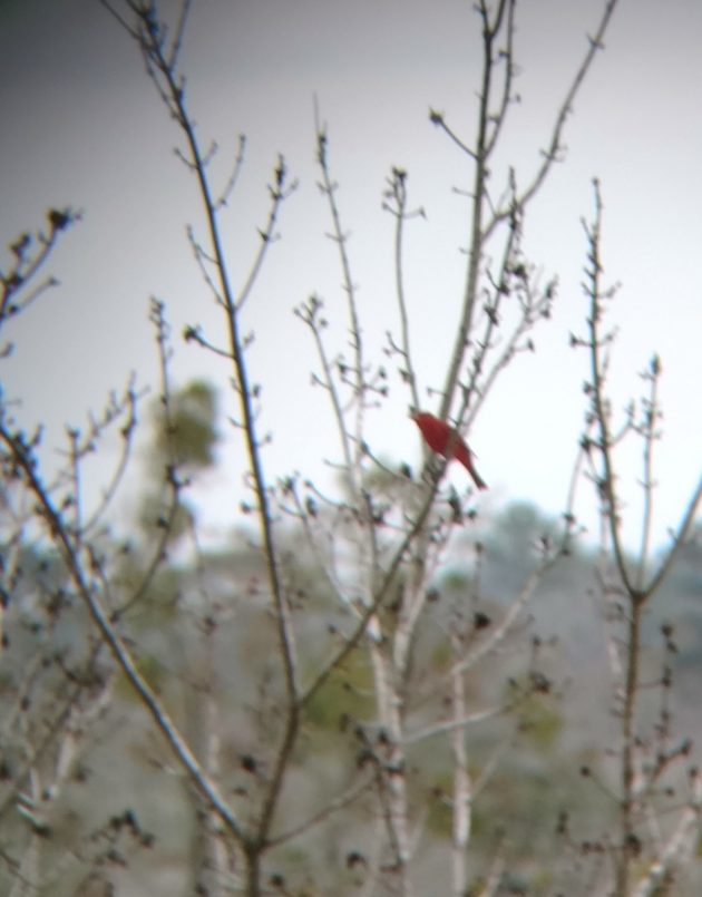 nature, summer tanager, landscape