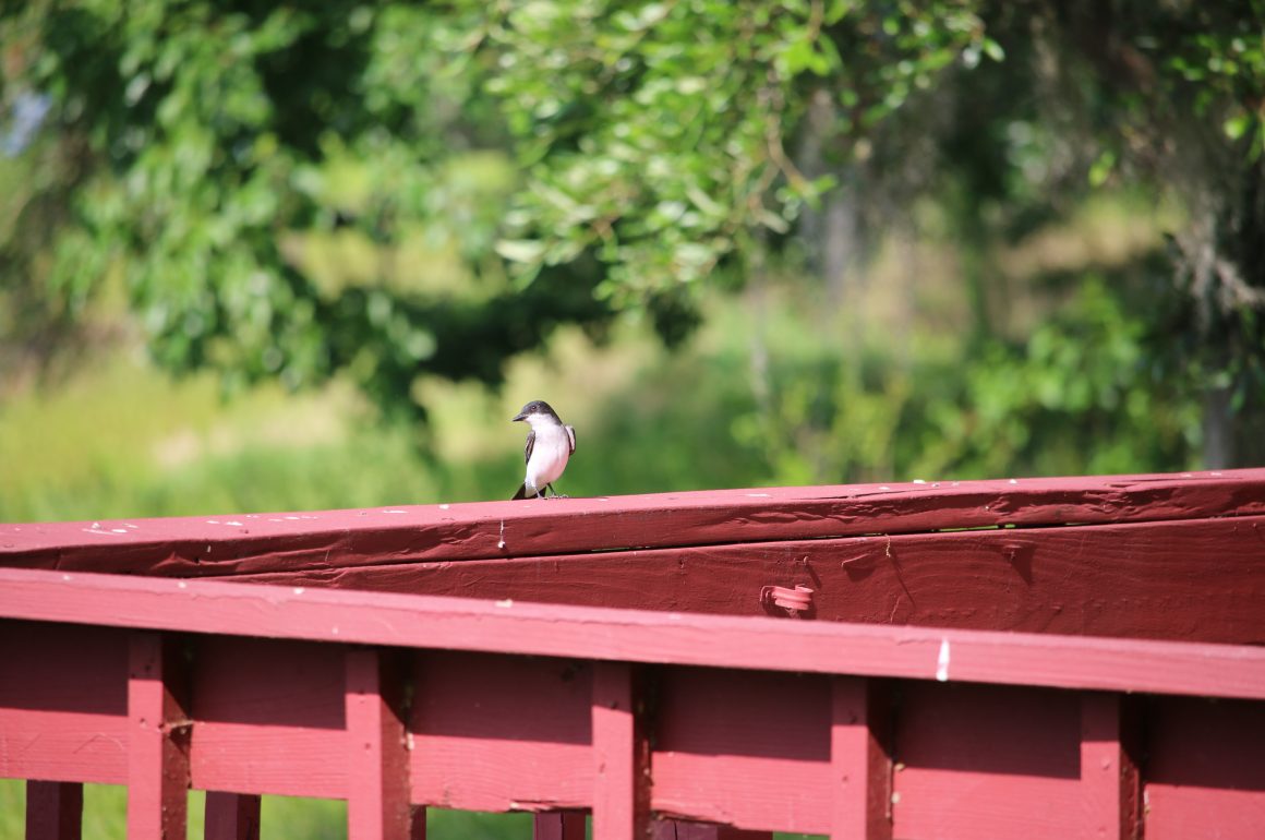 Eastern Kingbird.