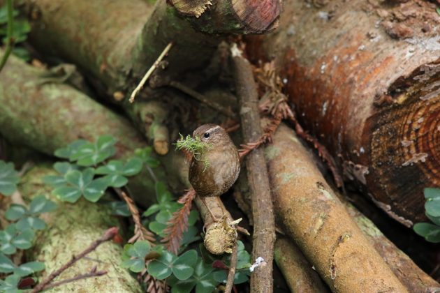 wren, birding, nature