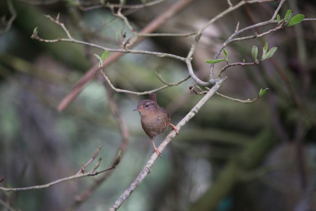 pacific wren, nature, birding