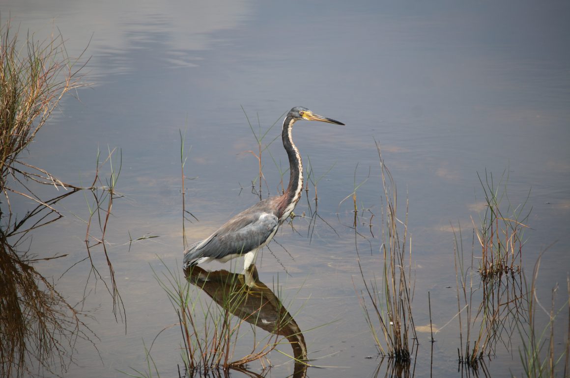 Tricolored Heron stands in shallow, calm water.
