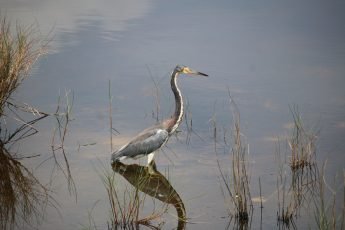 Tricolored Heron stands in shallow, calm water.