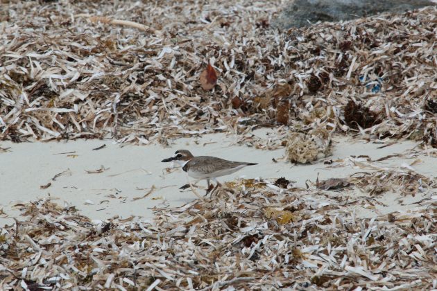 bahama, abaco, nature, birding