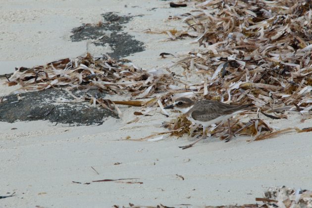 bahama, abaco, nature, birding