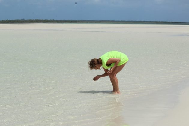 bahama, abaco, nature, birding