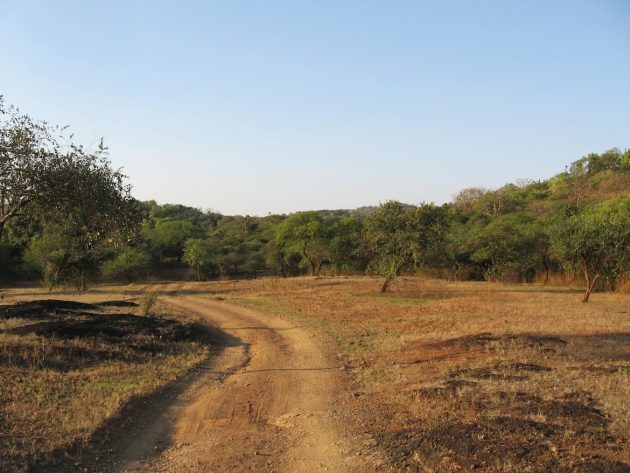 Animalstuffstore IMG_3236-630x473 Birding Gir Nationwide Park, India – 10,000 Birds Bird  