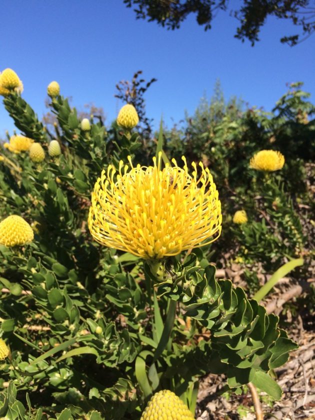 protea