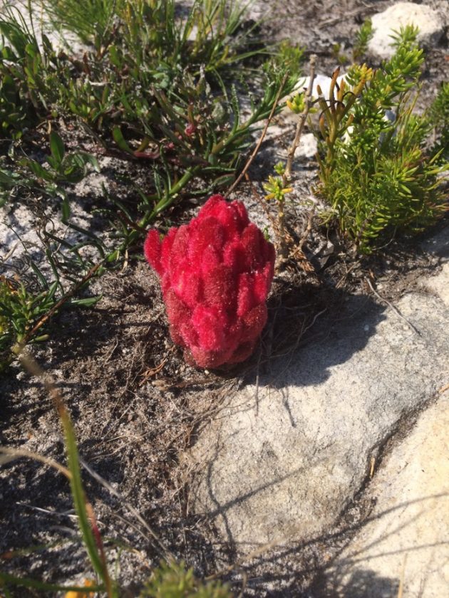 Hyobanche sanguinea