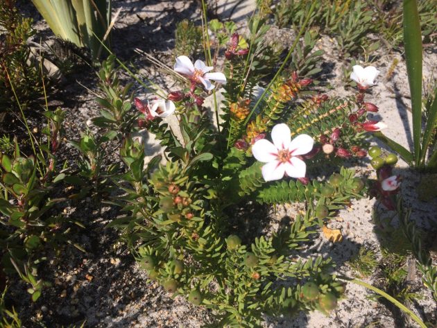 fynbos