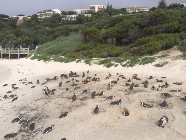 Boulder's Beach