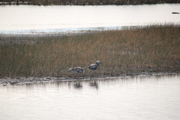 Snow Geese