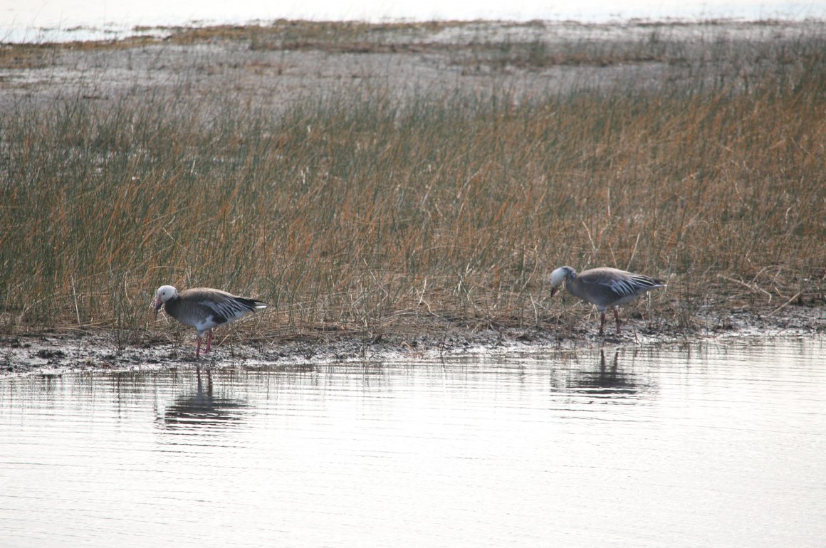 Snow Geese