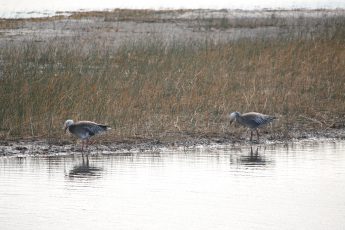 Snow Geese