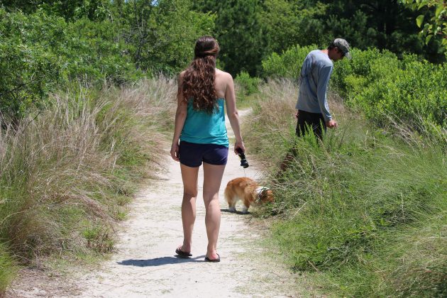 walking, corgi, nature