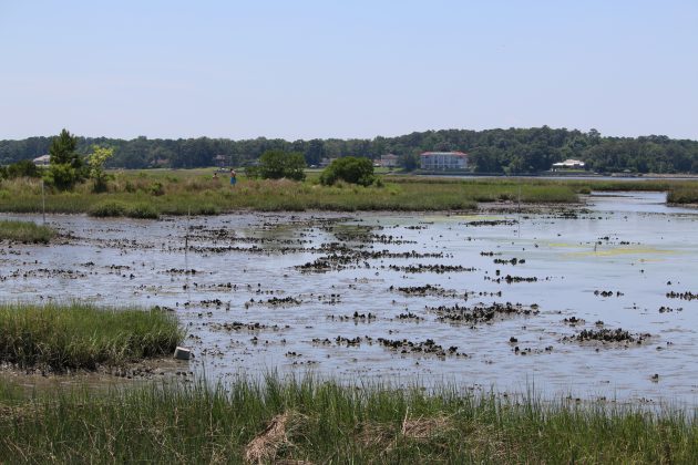 virginia beach, nature, landscape