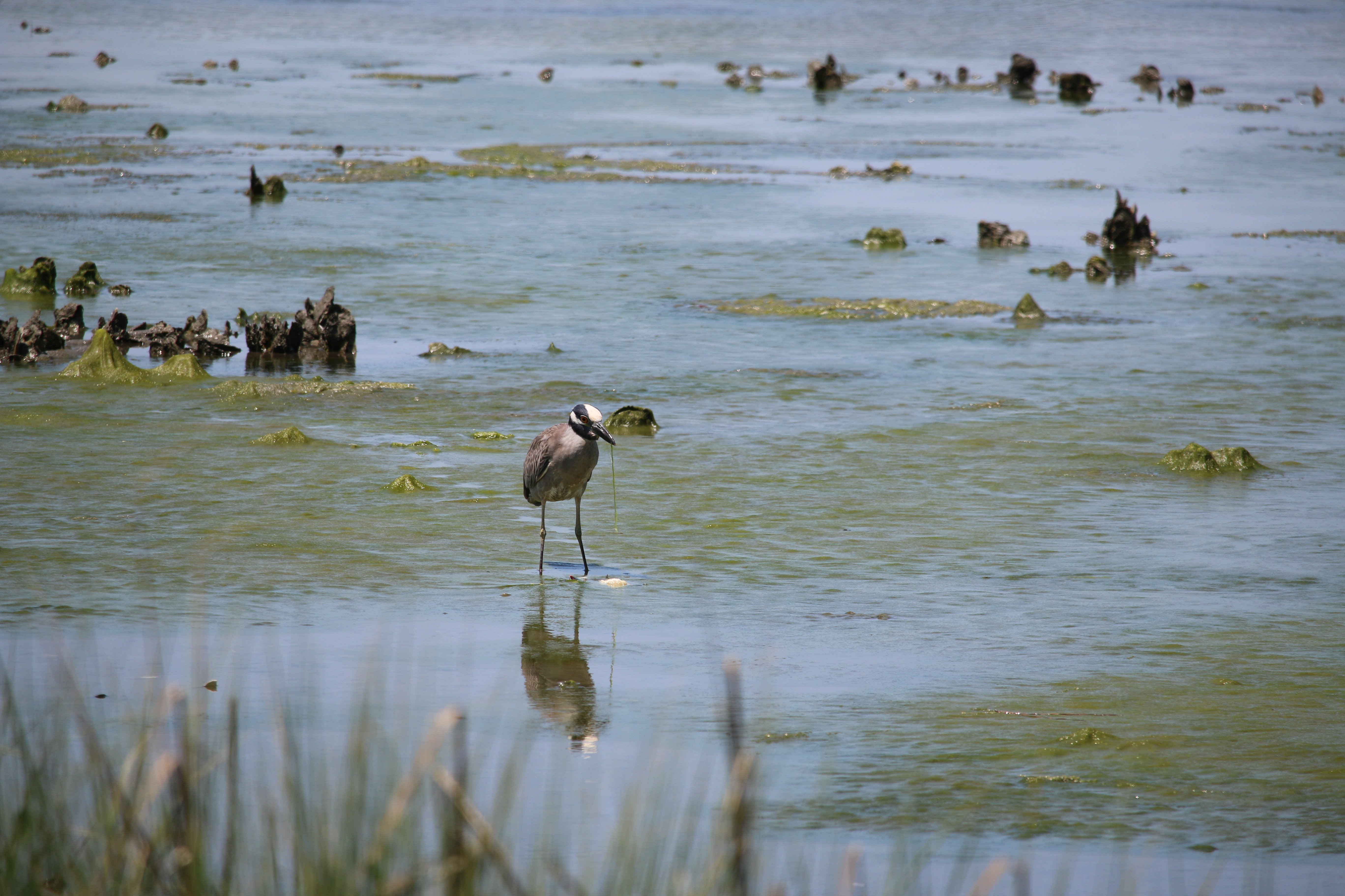 heron, nature, birding