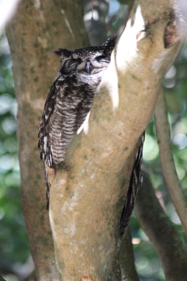 Spotted Eagle Owl