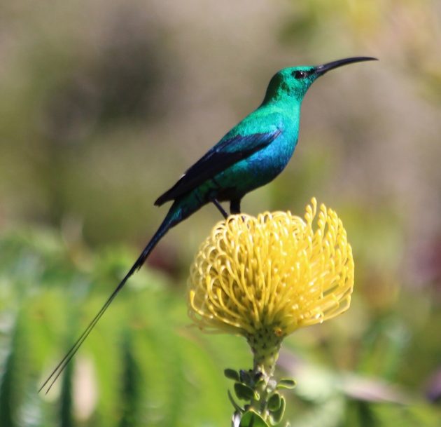 Malachite sunbird 2