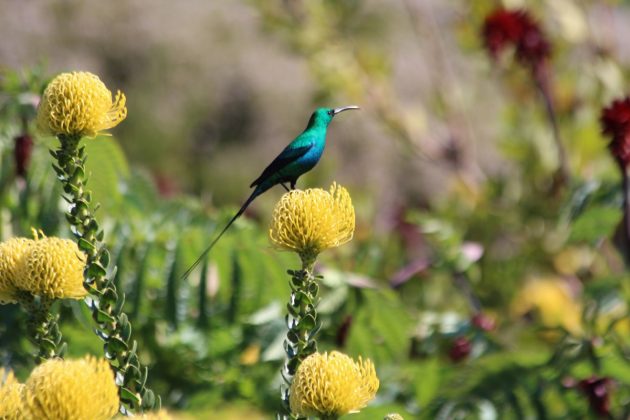 Malachite sunbird