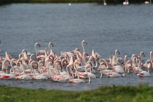 Greater Flamingo