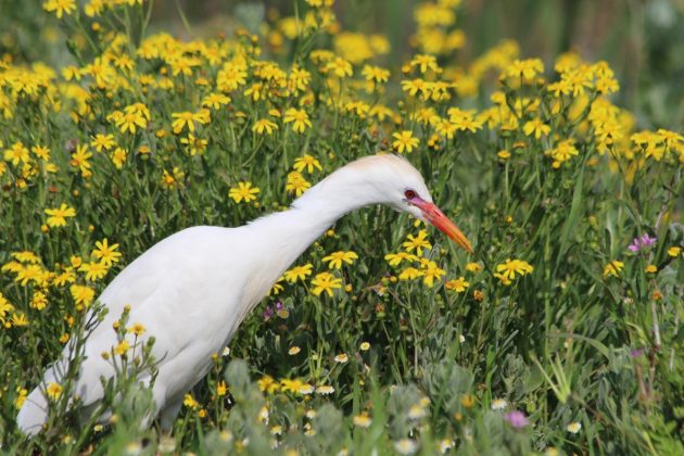 Cattle Egret