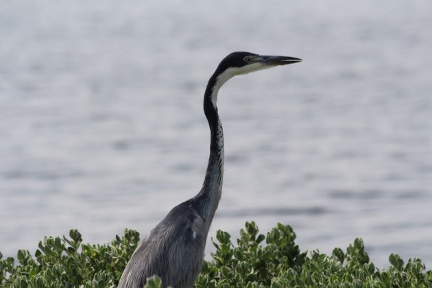 Black-headed Heron