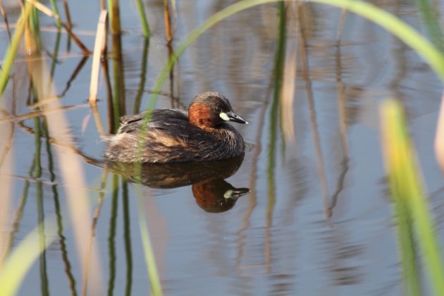 little grebe