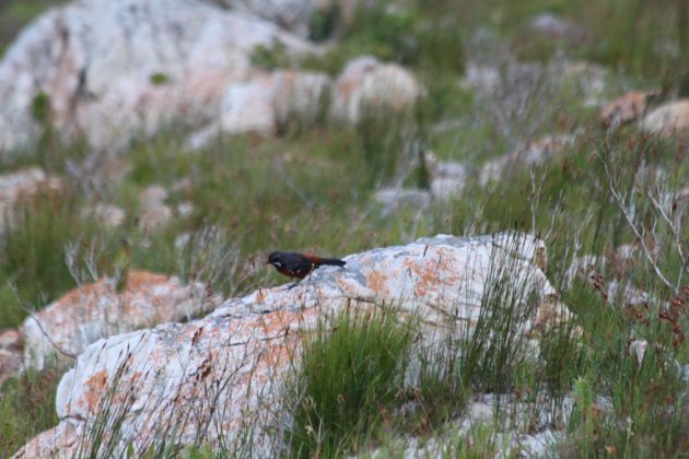 Cape Rockjumper