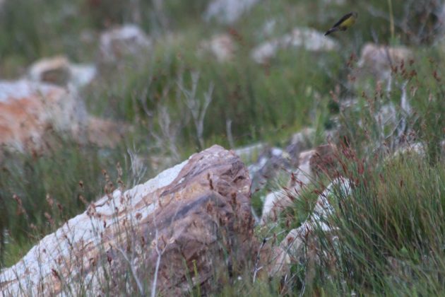 Cape Siskin