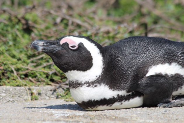 African Penguin