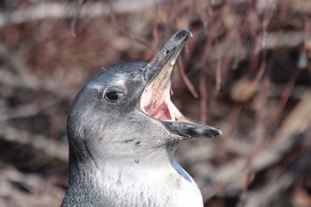 african penguin