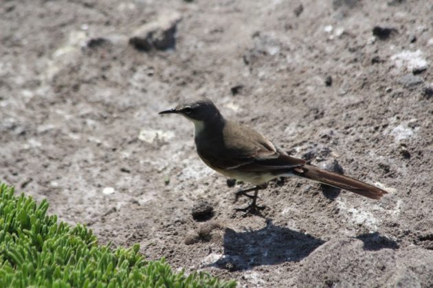 Cape Wagtail