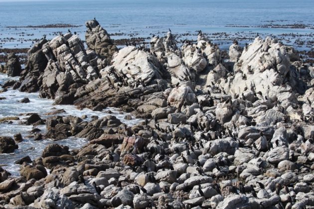 cormorant colony