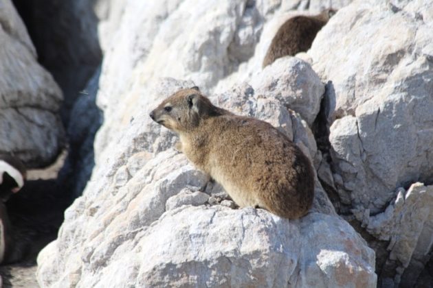 rock hyrax