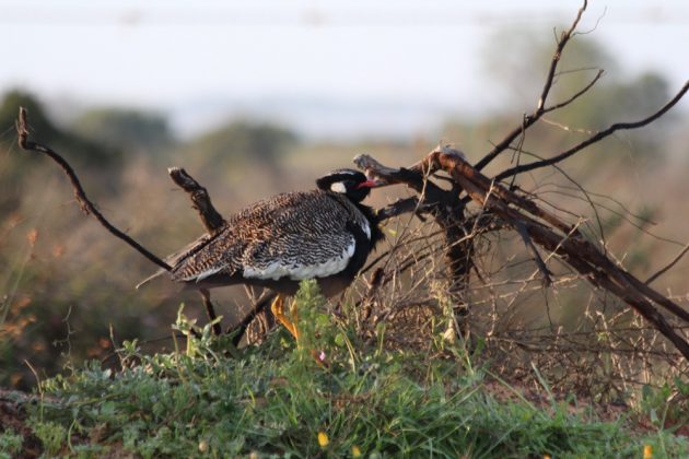 southern black bustard