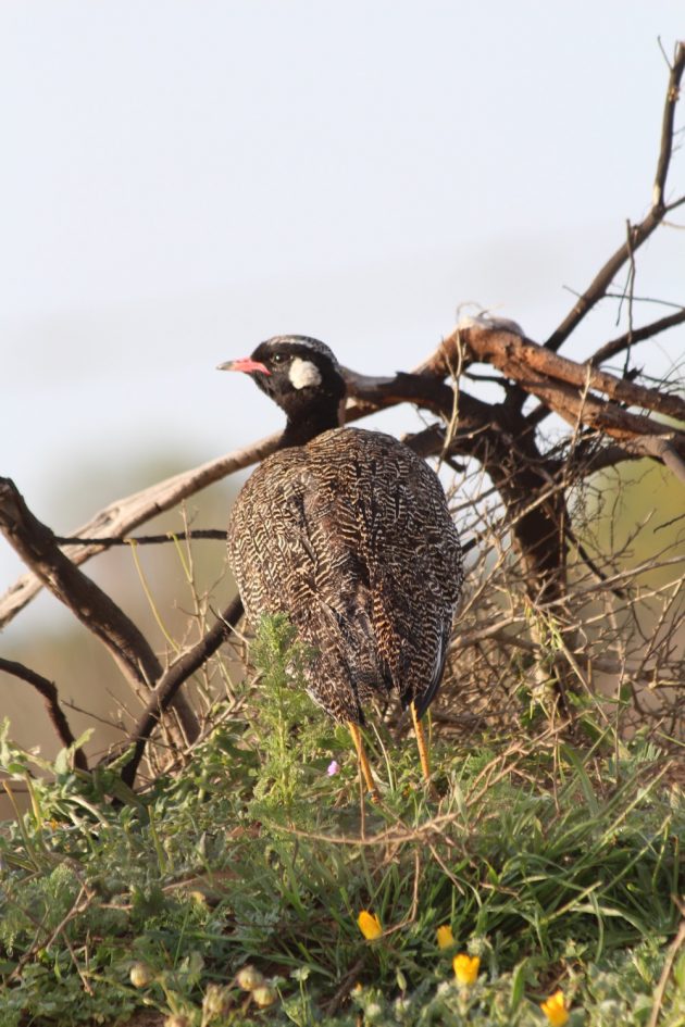 black korhaan