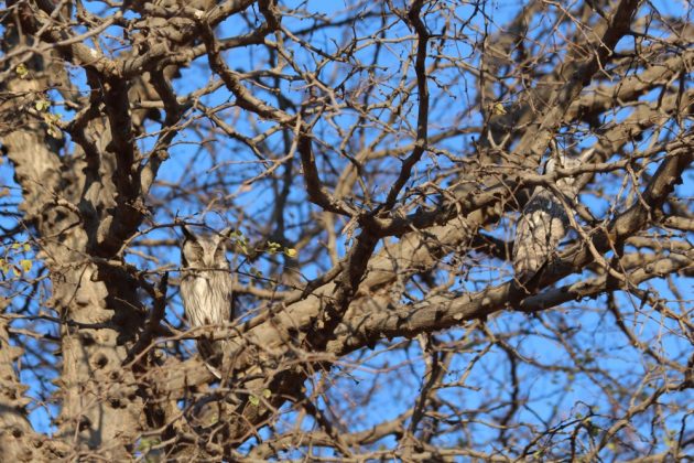 owls