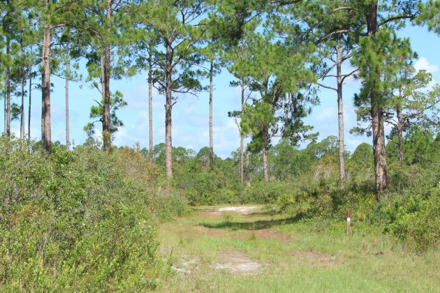 florida, nature, cedar key