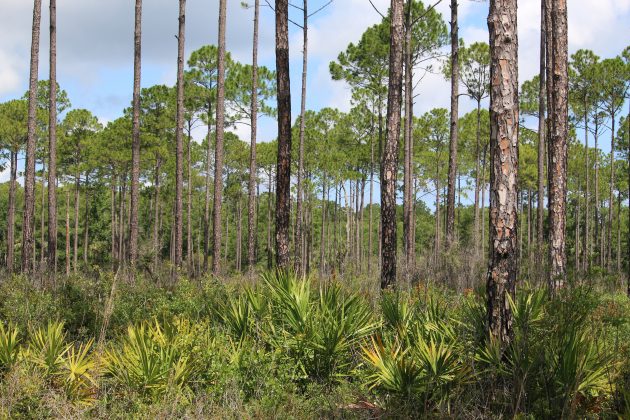 nature, florida, cedar key, suwannee river wildlife refuge