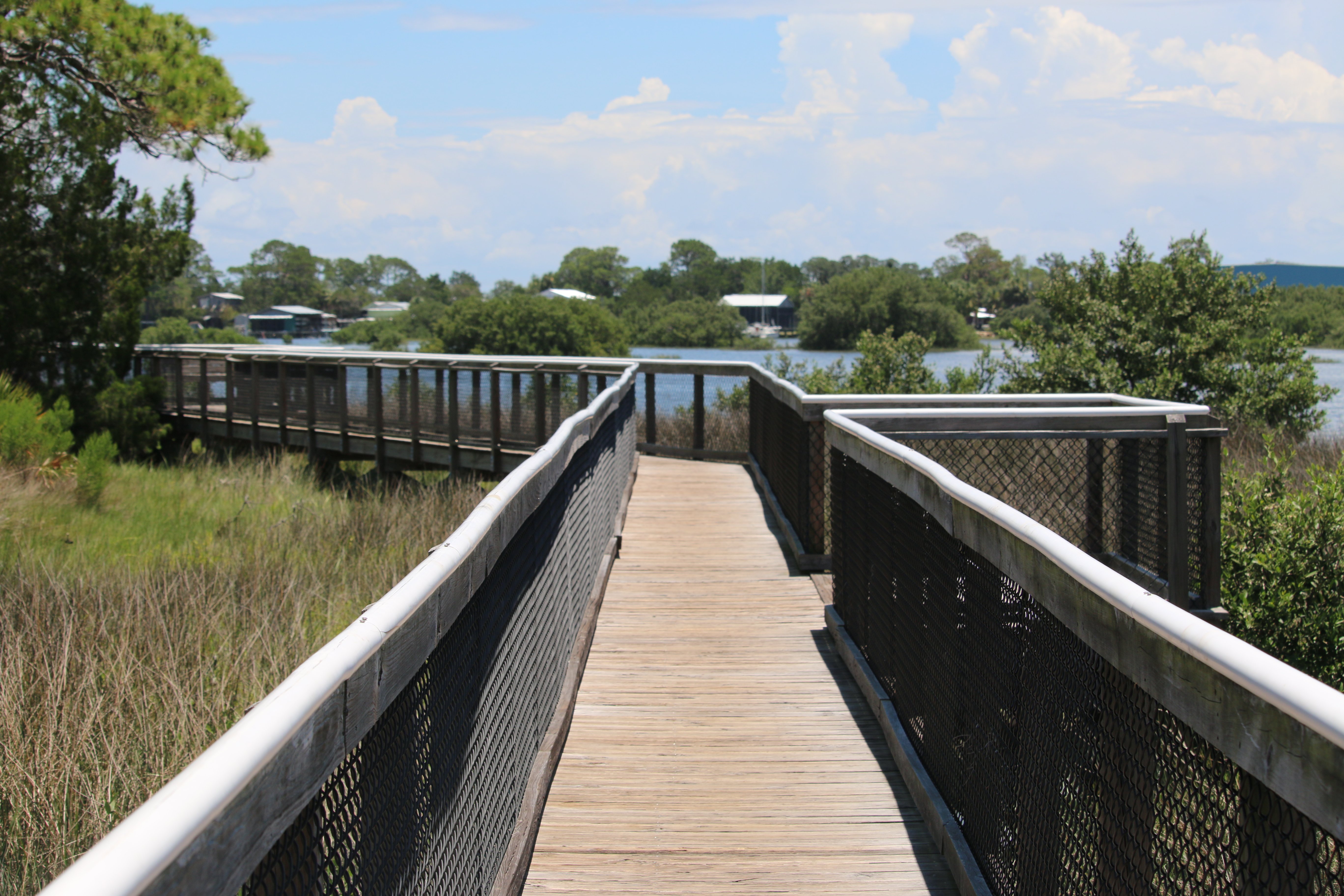 cedar key, florida, nature