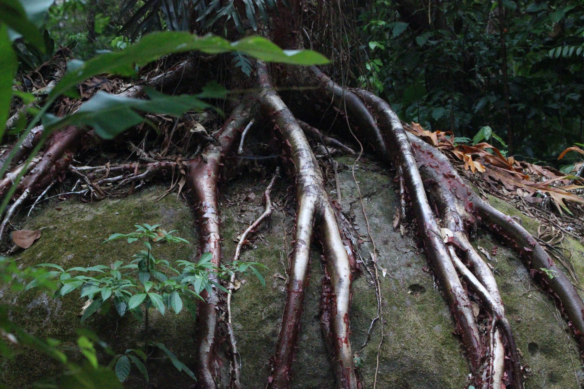 Finally, the Rainforest - 10,000 Birds