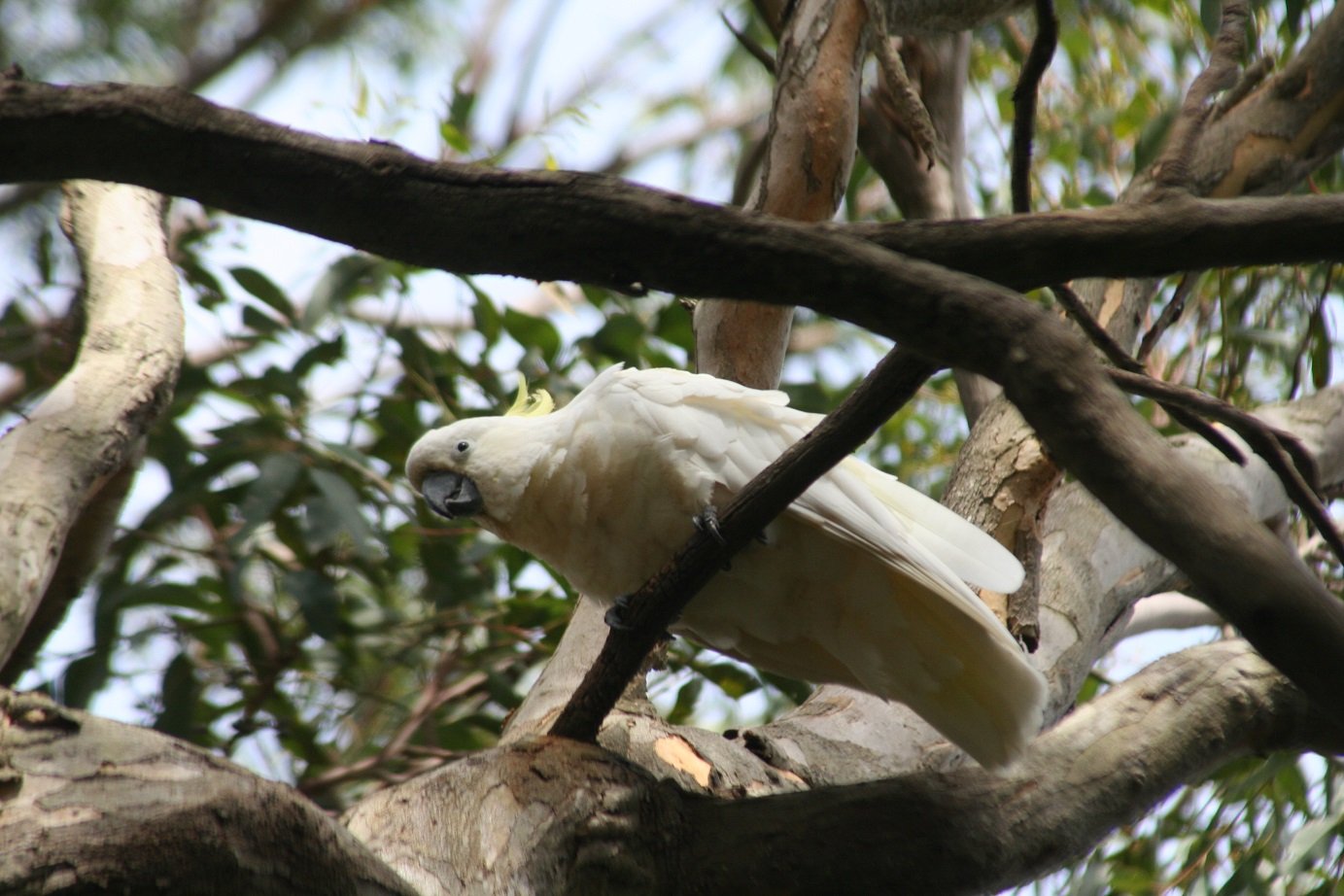 The Best Birds of Sydney That Anyone Can See 10,000 Birds