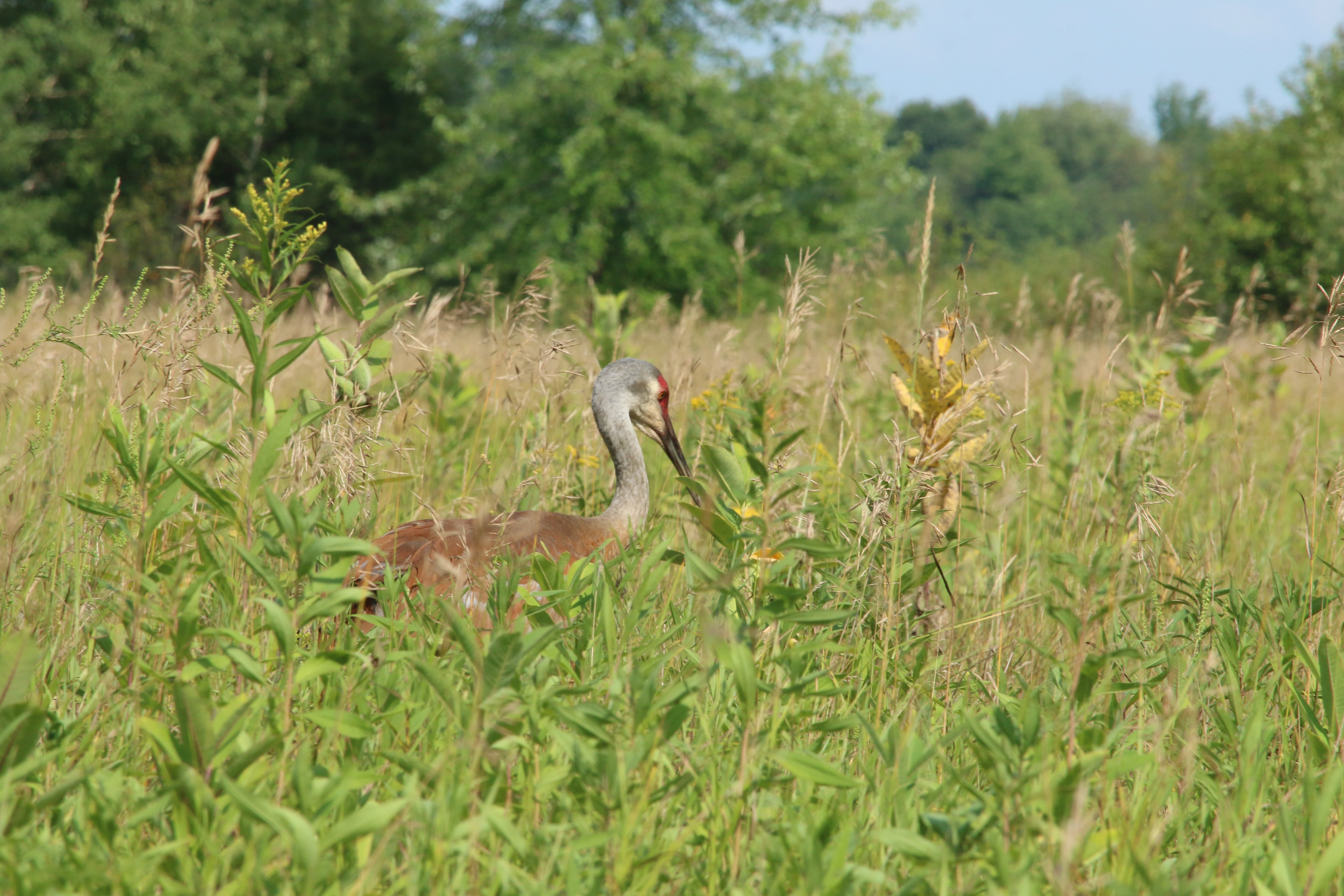 Sandhill Crane