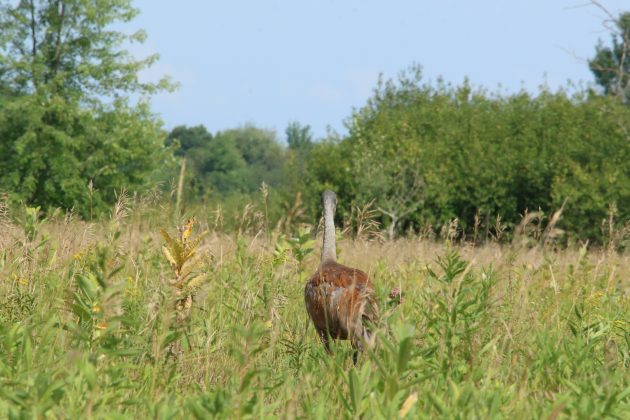 Sandhill Crane