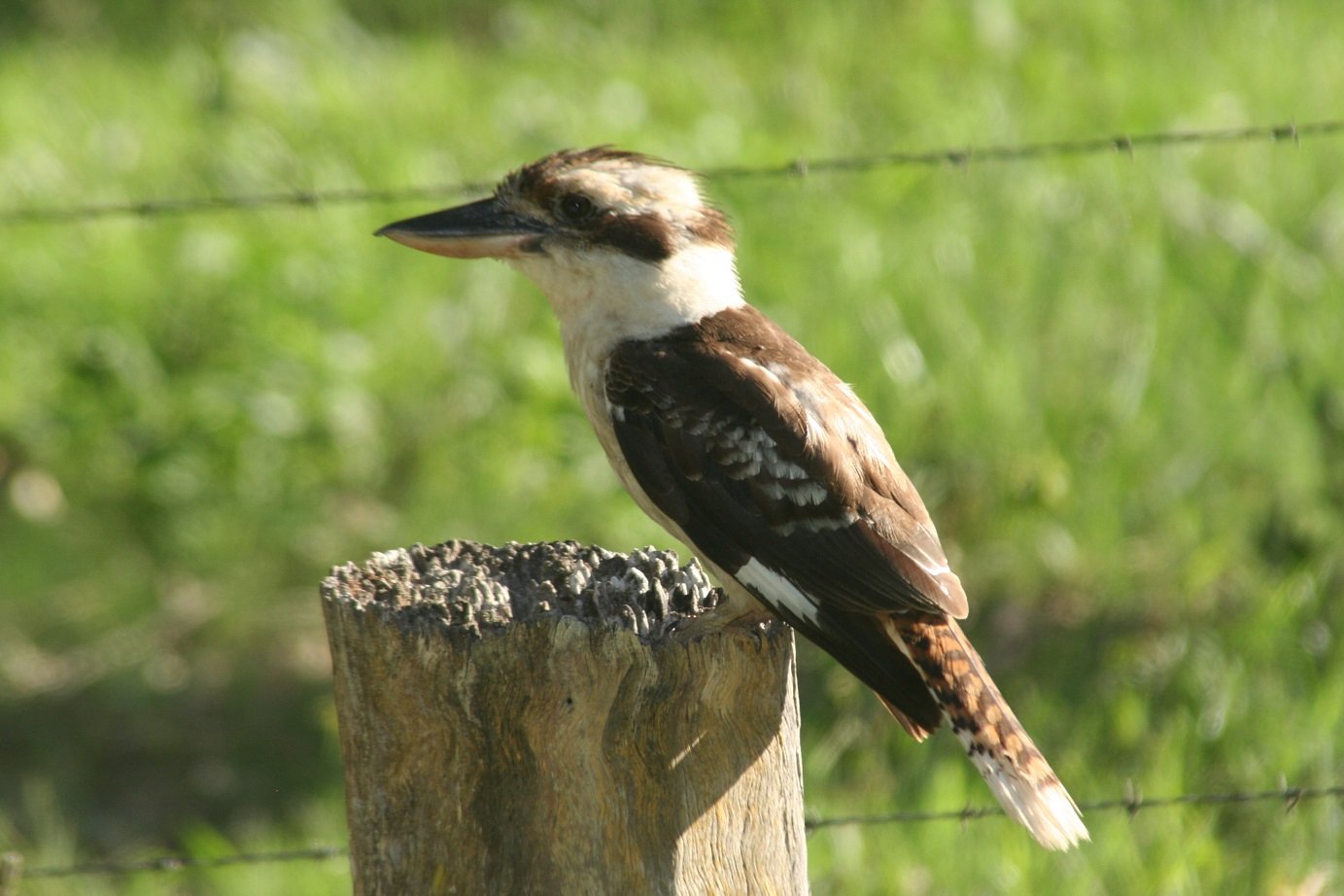 The Best Birds of Sydney That Anyone Can See 10,000 Birds