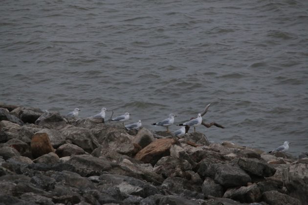 nature, birding, kansas