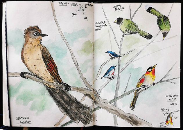 Animalstuffstore Illustration-05-12a_IMG_20220221_075427-630x448 An epidemic journey, trying to find birds – 10,000 Birds Bird  
