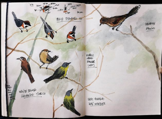 Animalstuffstore Illustration-08-15a_IMG_20220221_093516-630x463 An epidemic journey, trying to find birds – 10,000 Birds Bird  