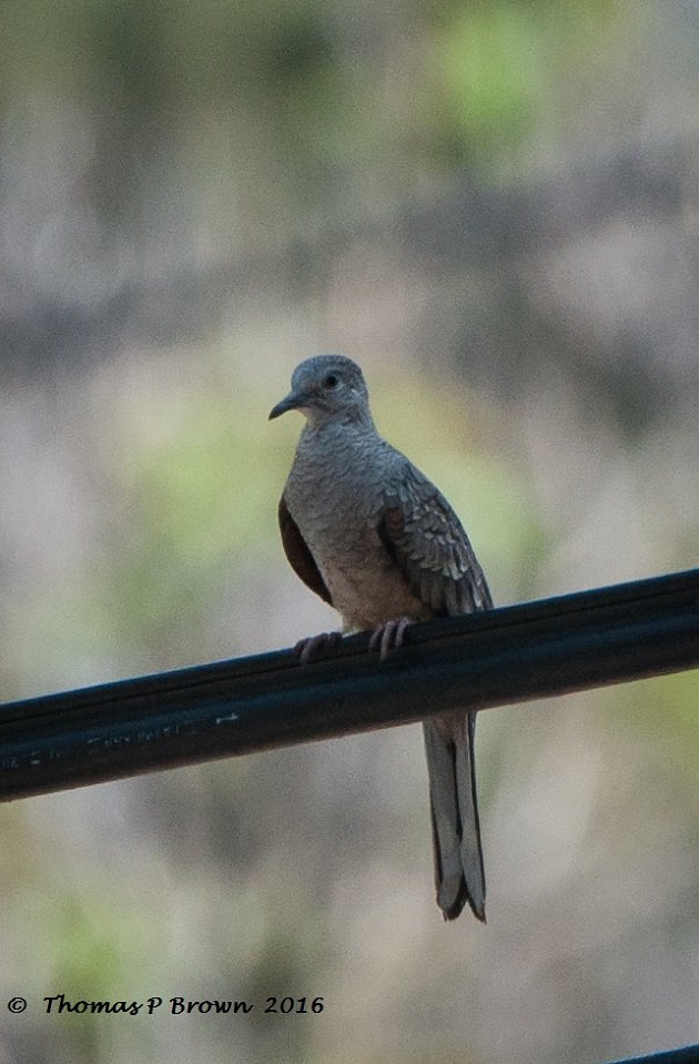 Inca Dove (2)