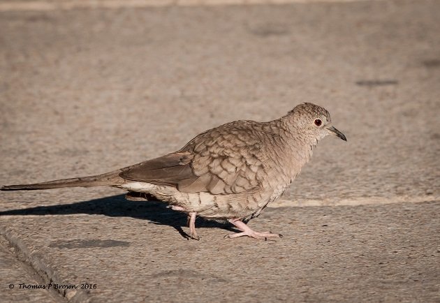 Inca Dove